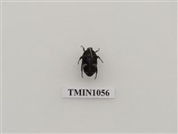 藏品(擬黑花潛)的圖片